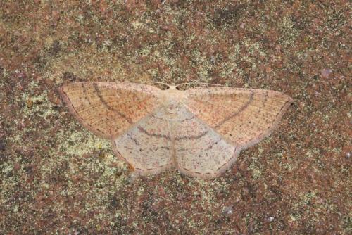 Réf. 203 462 : Cyclophora punctaria